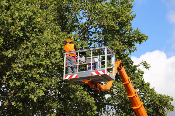 Best Tree Clearing Services  in Pismo Beach, CA